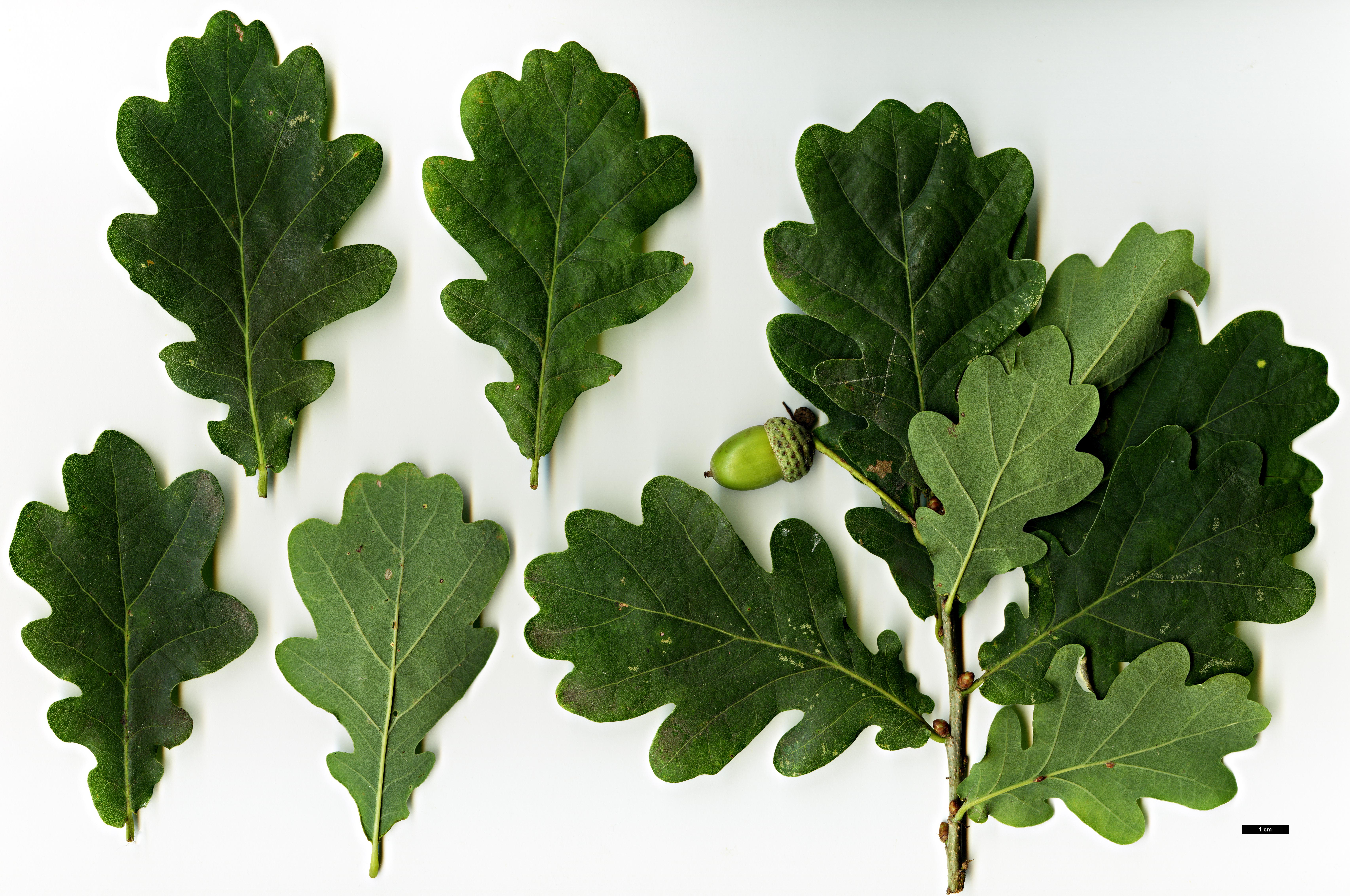High resolution image: Family: Fagaceae - Genus: Quercus - Taxon: robur - SpeciesSub: Fastigiata Group'Cupressoides